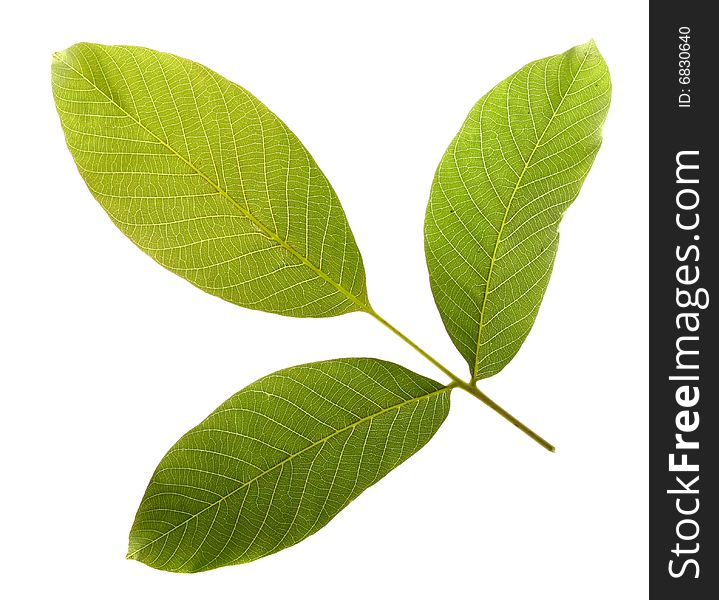 Single leaf on white background