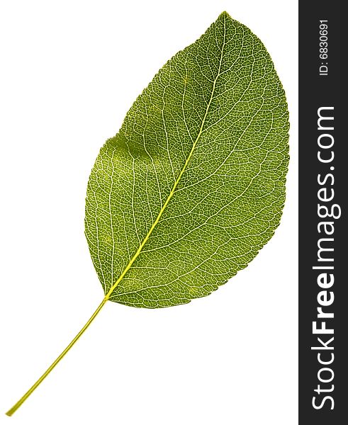 Single leaf on white background