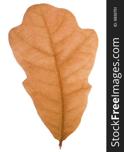 Single leaf on white background