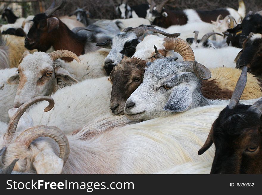 Crowd of goats on a pasture