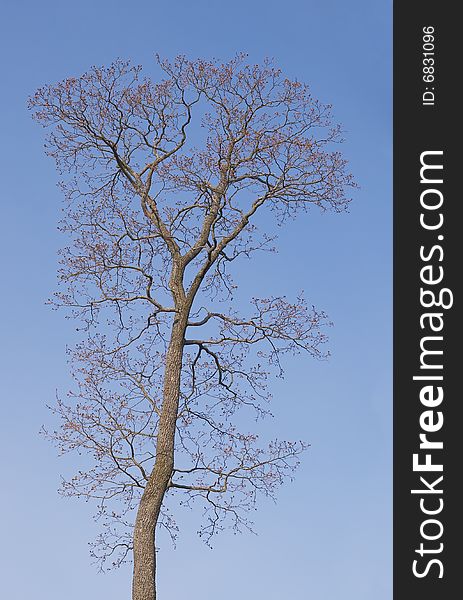Bare tree in spring against clear blue sky