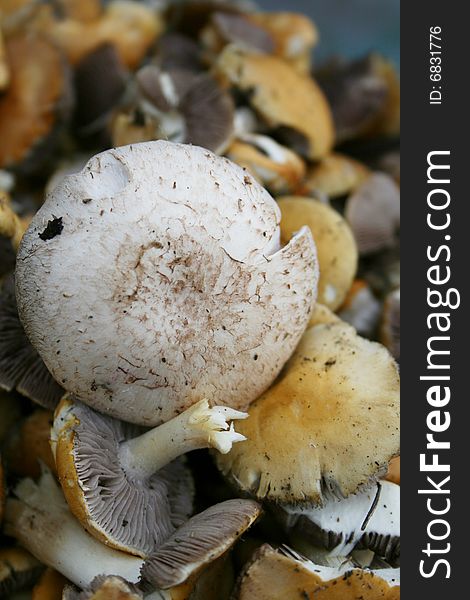 Close up view of fresh mushrooms
