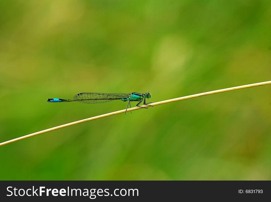 Close-up of a dragon fly on a branch. Close-up of a dragon fly on a branch