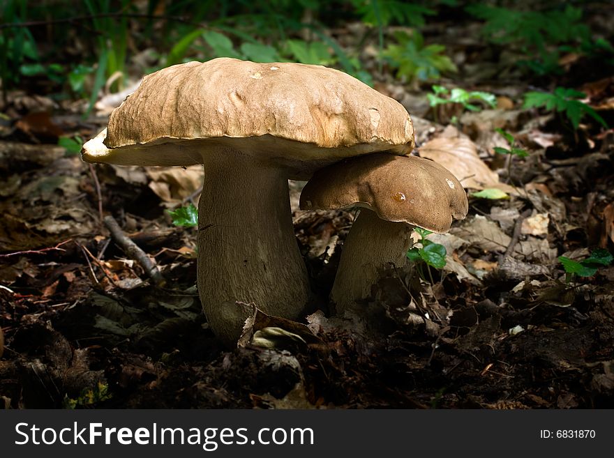 The photos of mushrooms in the native habitat. The photos of mushrooms in the native habitat