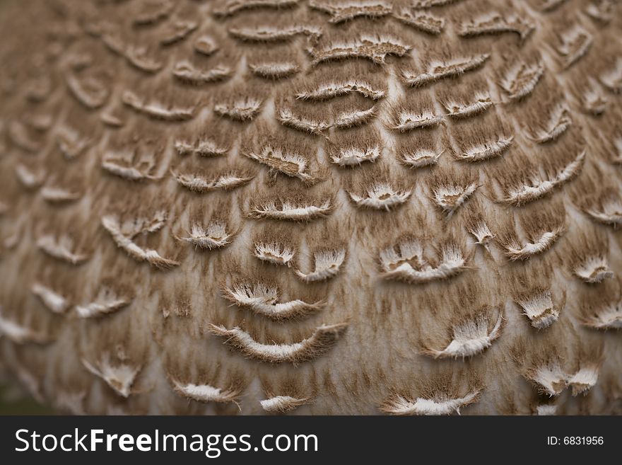 Fall hat shaggy parasol beige background. Fall hat shaggy parasol beige background