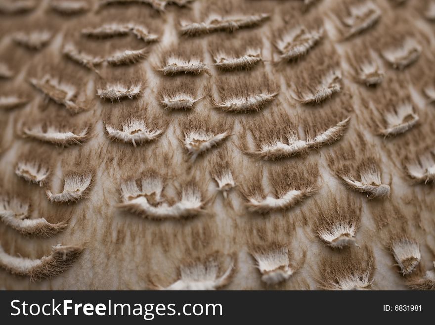 Fall hat shaggy parasol beige background. Fall hat shaggy parasol beige background