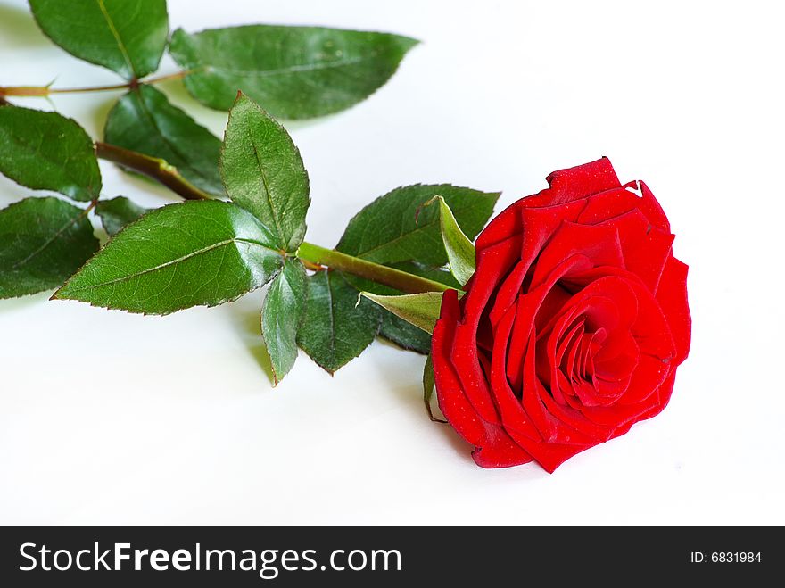 Beautiful red rose on white  background