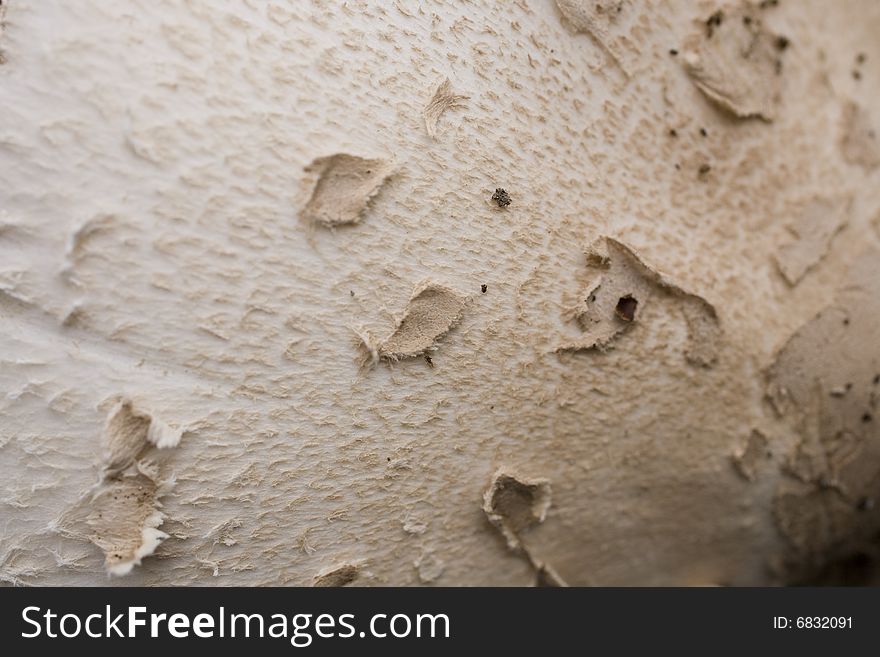 Fall hat shaggy parasol beige background. Fall hat shaggy parasol beige background