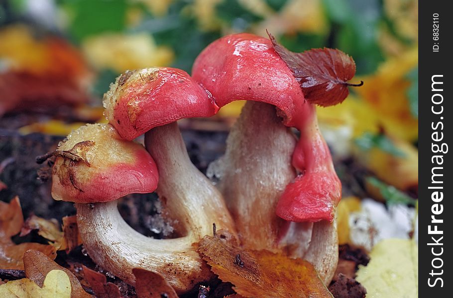 Three mushrooms with red hats and beechen sheet