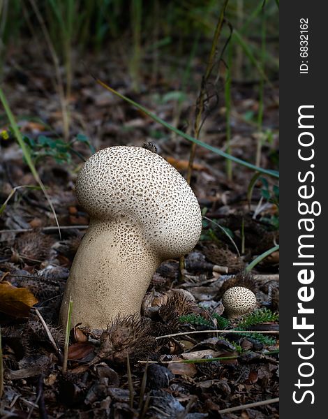 The photos of mushrooms in the native habitat. The photos of mushrooms in the native habitat