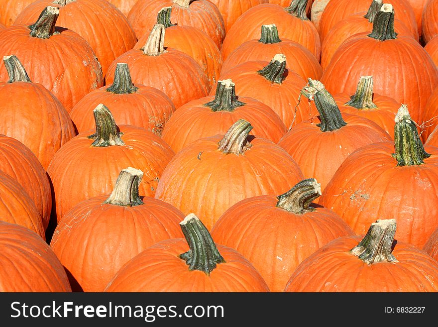 A Bunch of pumpkins for sale