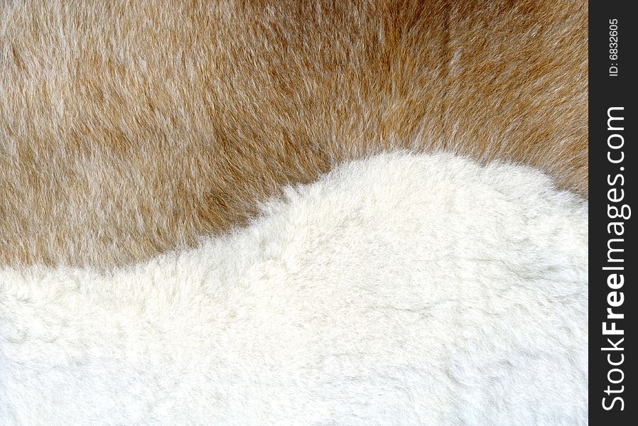 Brown and white fur texture