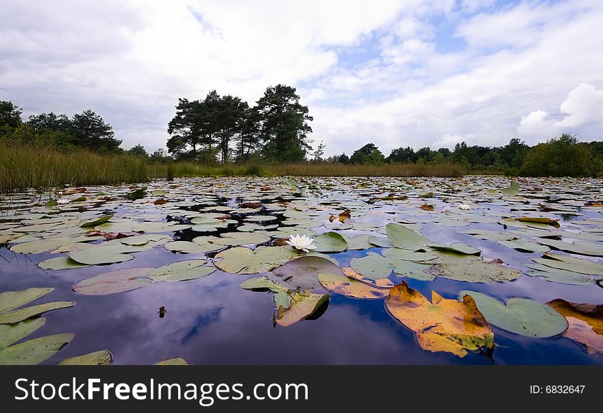 Pond  covered with lilies on a cloudy day. Pond  covered with lilies on a cloudy day