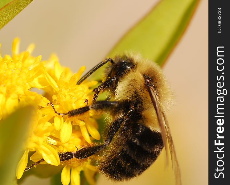 Bee pollinating yellow flower macro shot