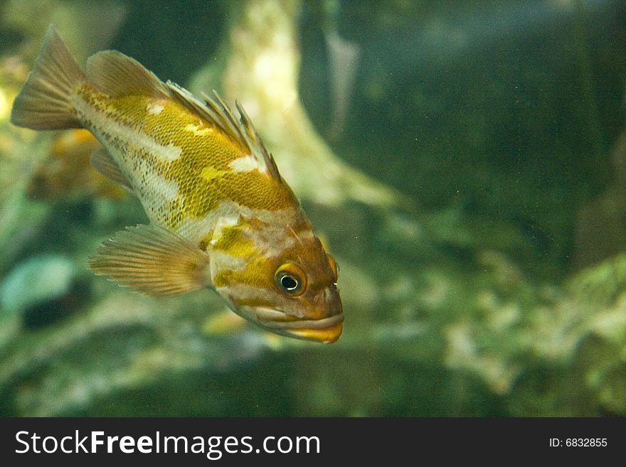 A large gold and silver fish in a tropical aquarium. A large gold and silver fish in a tropical aquarium