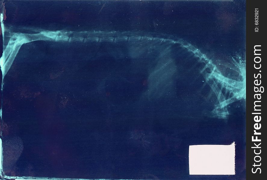 X-ray picture of the spinal of rodent