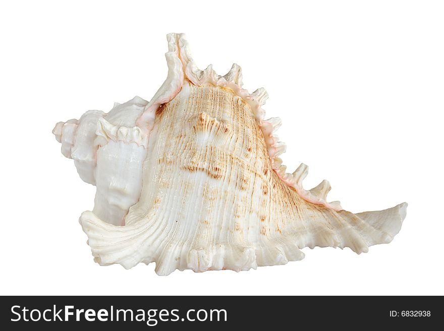 Light sea shell (isolated on white background). Light sea shell (isolated on white background)