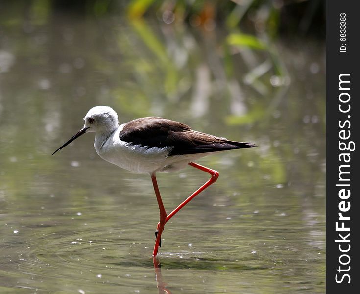 The Cavaliere D'Italia is an elegant bird