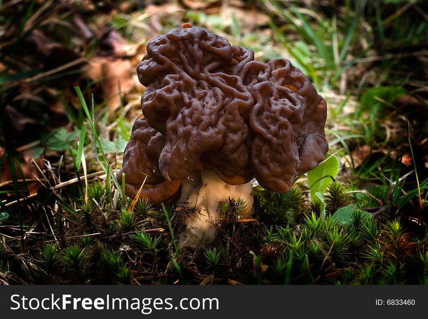 The photos of mushrooms in the native habitat. The photos of mushrooms in the native habitat