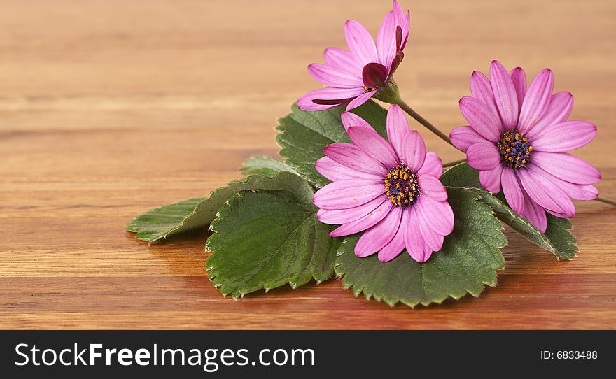 Beautiful pink daisies and green leaves