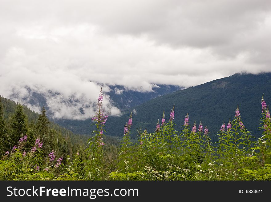 A bunch of purple wildflowers on the edge of a mountain ravine. A bunch of purple wildflowers on the edge of a mountain ravine