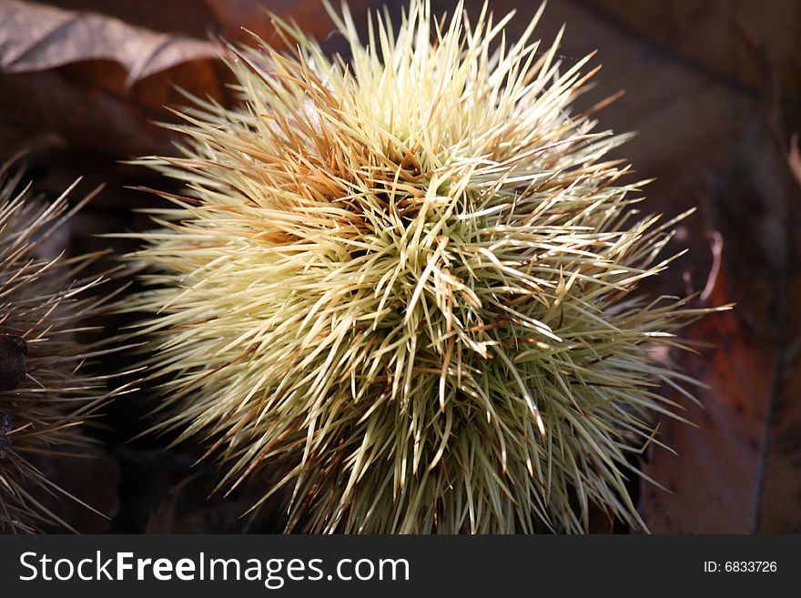 Hedgehog thorns in late autumn on chestnut leaves