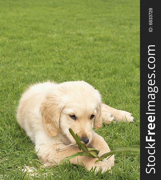 Small obedient golden retriever puppy lying on the green grass holding a plant in his paws. Small obedient golden retriever puppy lying on the green grass holding a plant in his paws