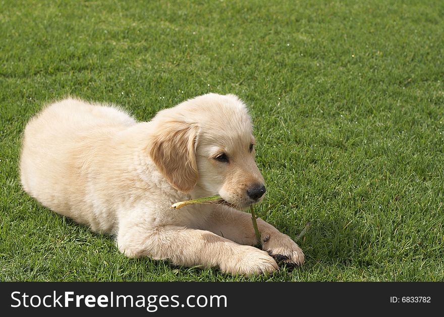 Small obedient golden retriever puppy lying on the green grass holding a plant in his paws. Small obedient golden retriever puppy lying on the green grass holding a plant in his paws