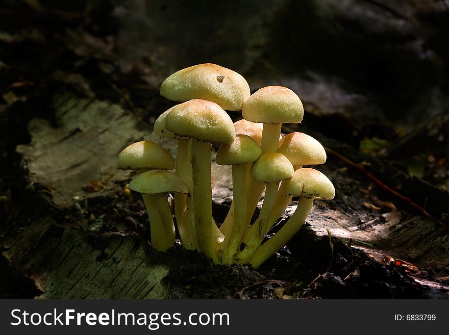 The photos of mushrooms in the native habitat. The photos of mushrooms in the native habitat