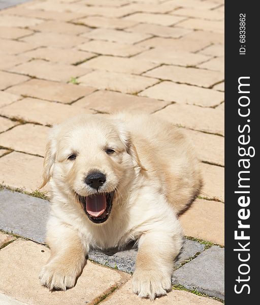 Small obedient golden retriever puppy lying on the pavement. Focus is on paws. Small obedient golden retriever puppy lying on the pavement. Focus is on paws