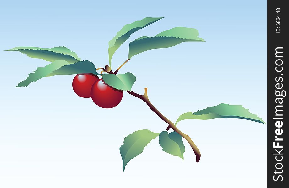 Branch with cherries. Vector illustration. Branch with cherries. Vector illustration.