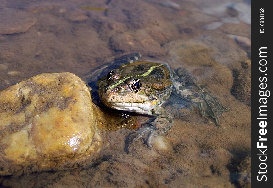 River. Green frog near the stone. Daylight. Macro foto.