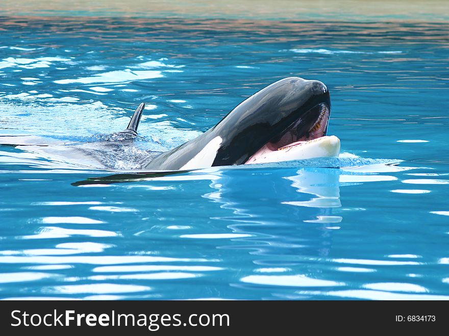 Beautiful killer whale in a crystal clear pool. Beautiful killer whale in a crystal clear pool