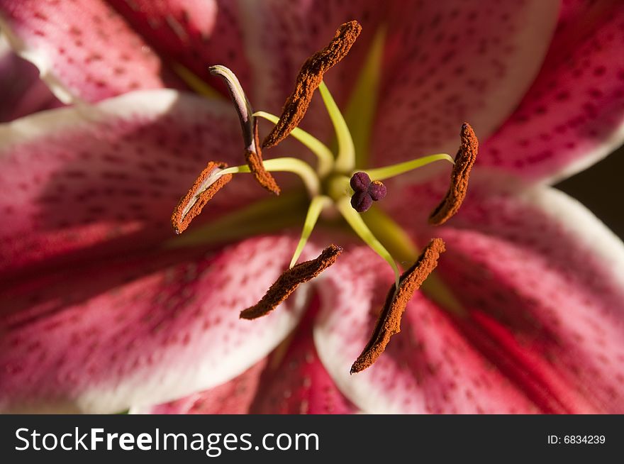 Purple Star Gazer Lily Against A Dark Background