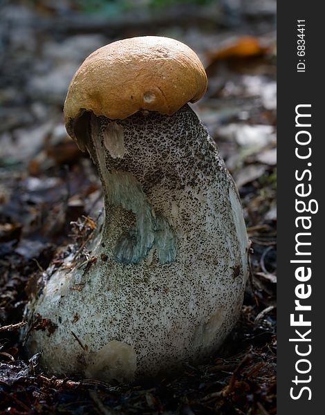 The photos of mushrooms in the native habitat. The photos of mushrooms in the native habitat