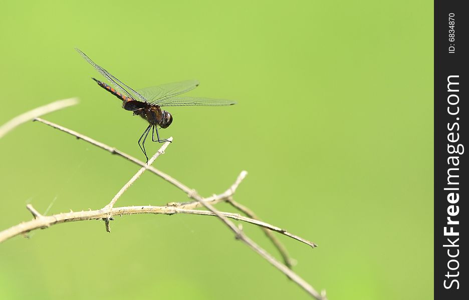 Dragonfly perching on the branch waiting for food.