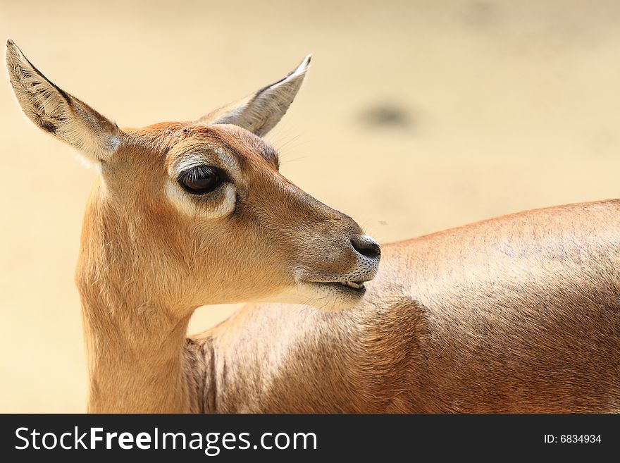 Deer stroling around and looked so innocent