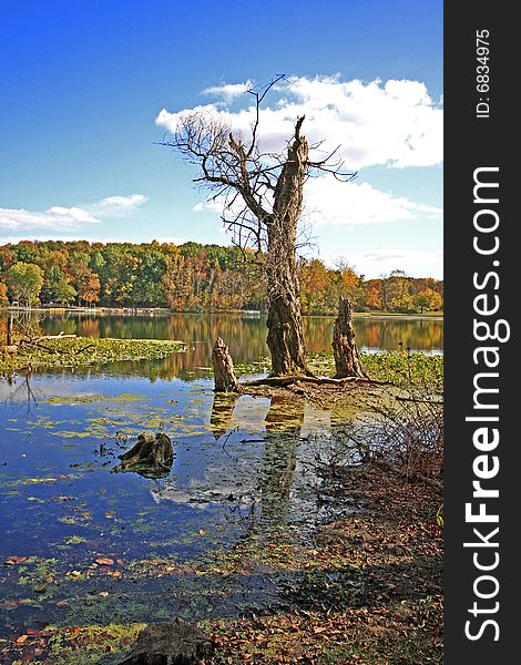 Lifeless tree submerged in sand lake