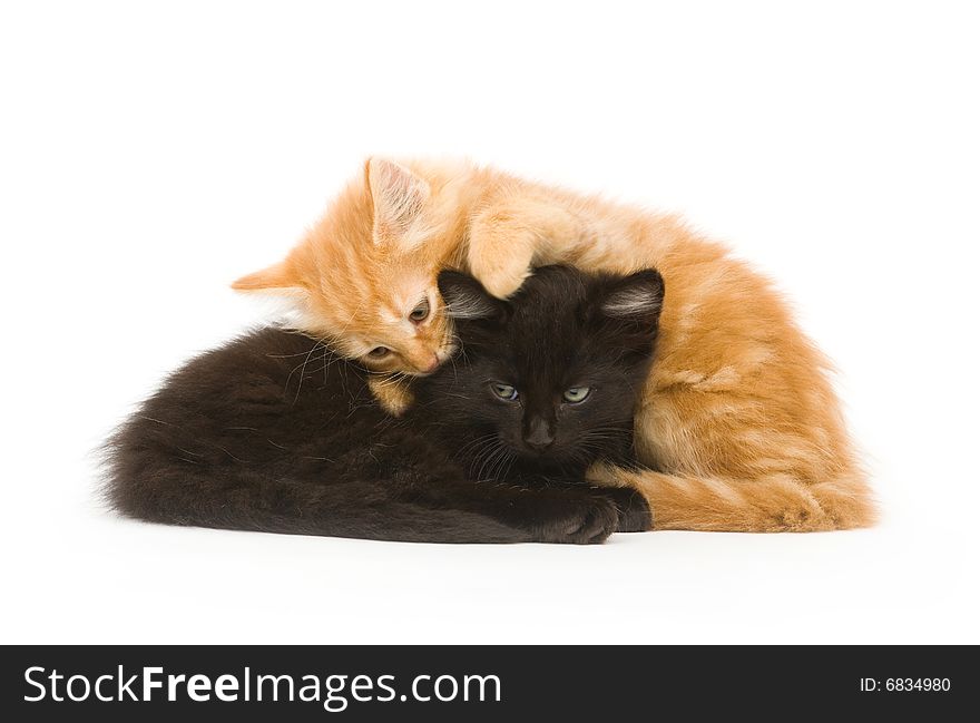 Two kittens snuggle down for a nap on a white background. Two kittens snuggle down for a nap on a white background