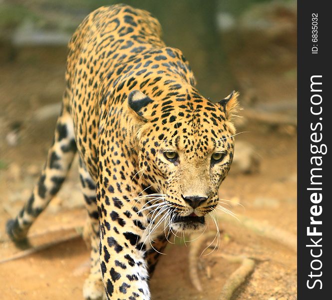 Leopard is looking, the charismatic face and ferocious eye