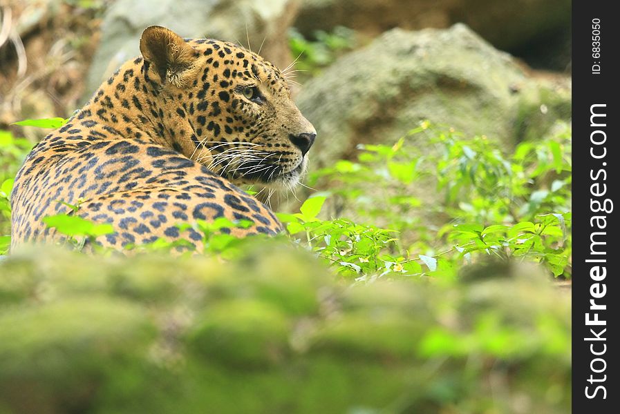 Leopard is looking, the charismatic face and ferocious eye