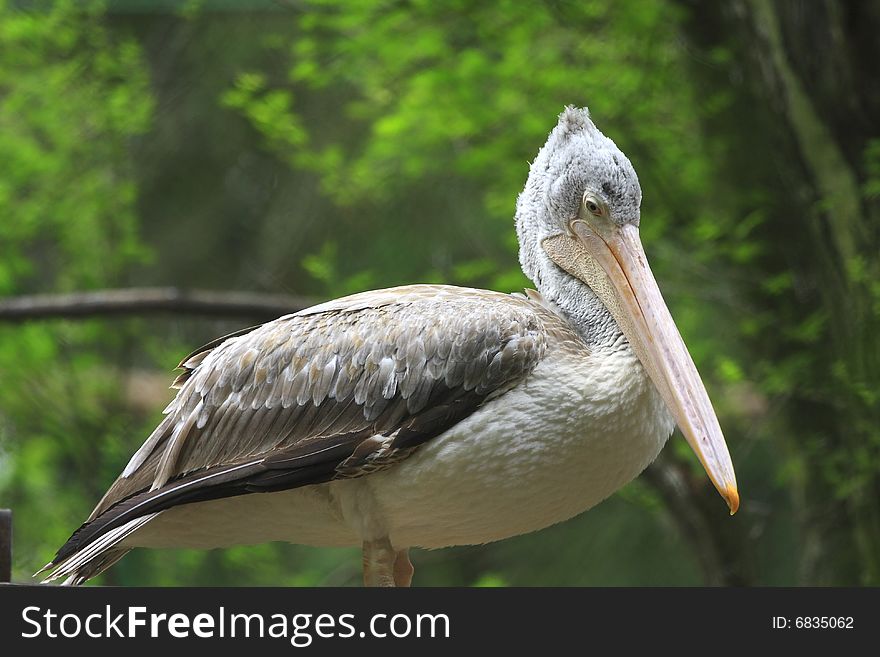 A pelican is any of several very large water birds with a distinctive pouch under the beak belonging to the bird family Pelecanidae.