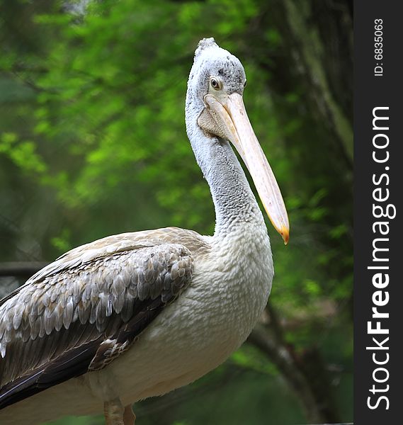 A pelican is any of several very large water birds with a distinctive pouch under the beak belonging to the bird family Pelecanidae.