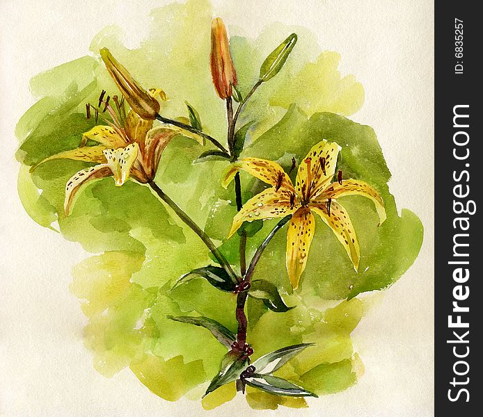 Yellow lily flower picture. Watercolor.