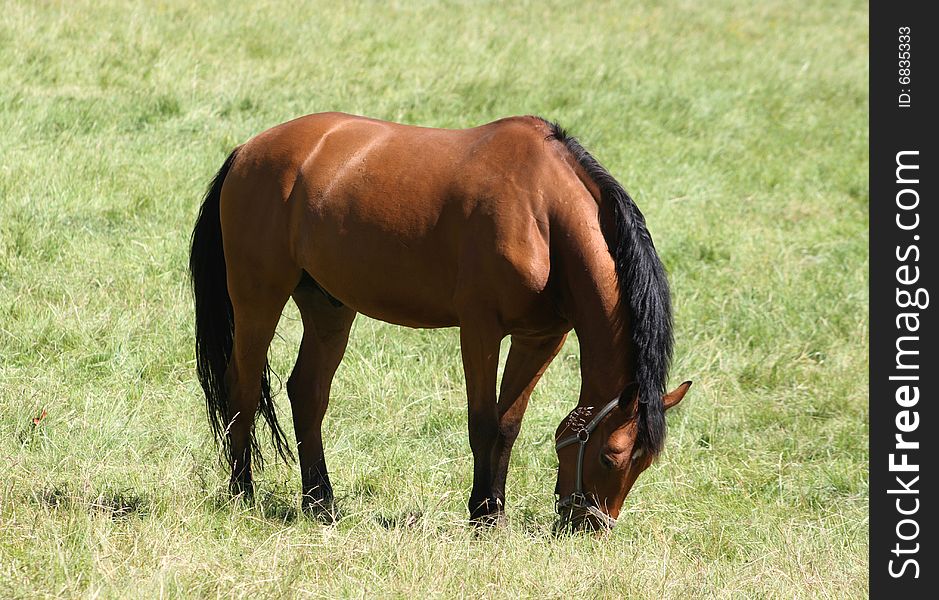 Beautiful brown horse grazing in the grass