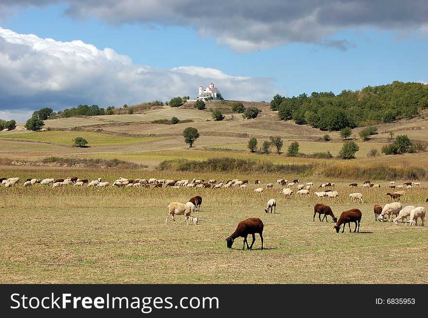 View on a church on a hill and sheeps. View on a church on a hill and sheeps