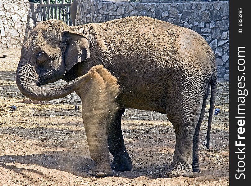 Young asian elephant throwing sand over itself. Young asian elephant throwing sand over itself