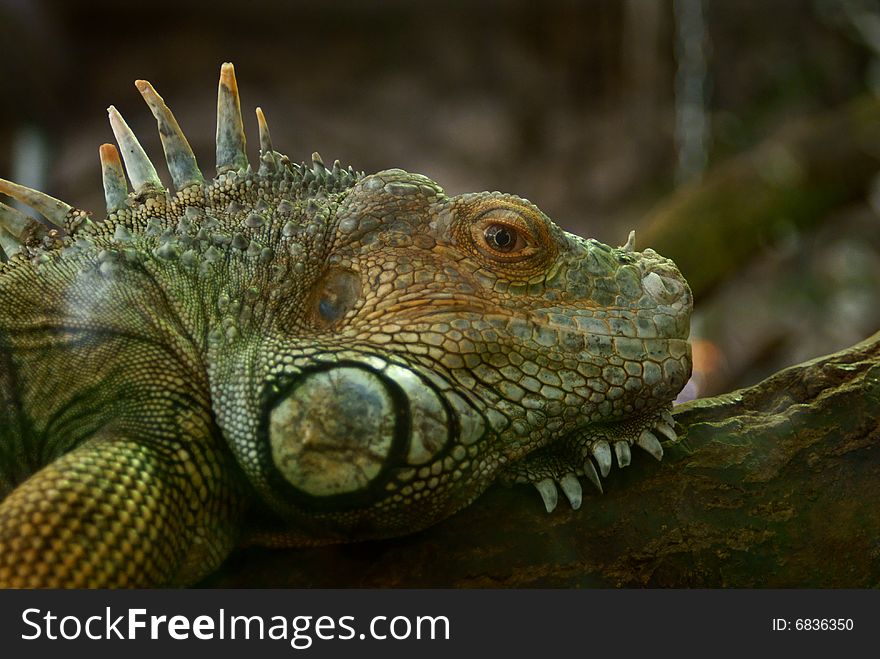 Shot of a profile of a waran. Shot of a profile of a waran