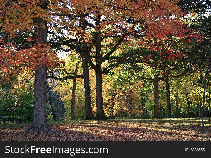 Autumn in the park