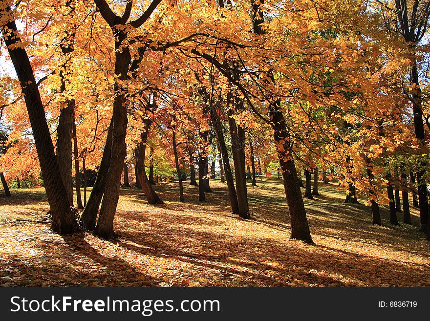 The colorful maple at park. The colorful maple at park